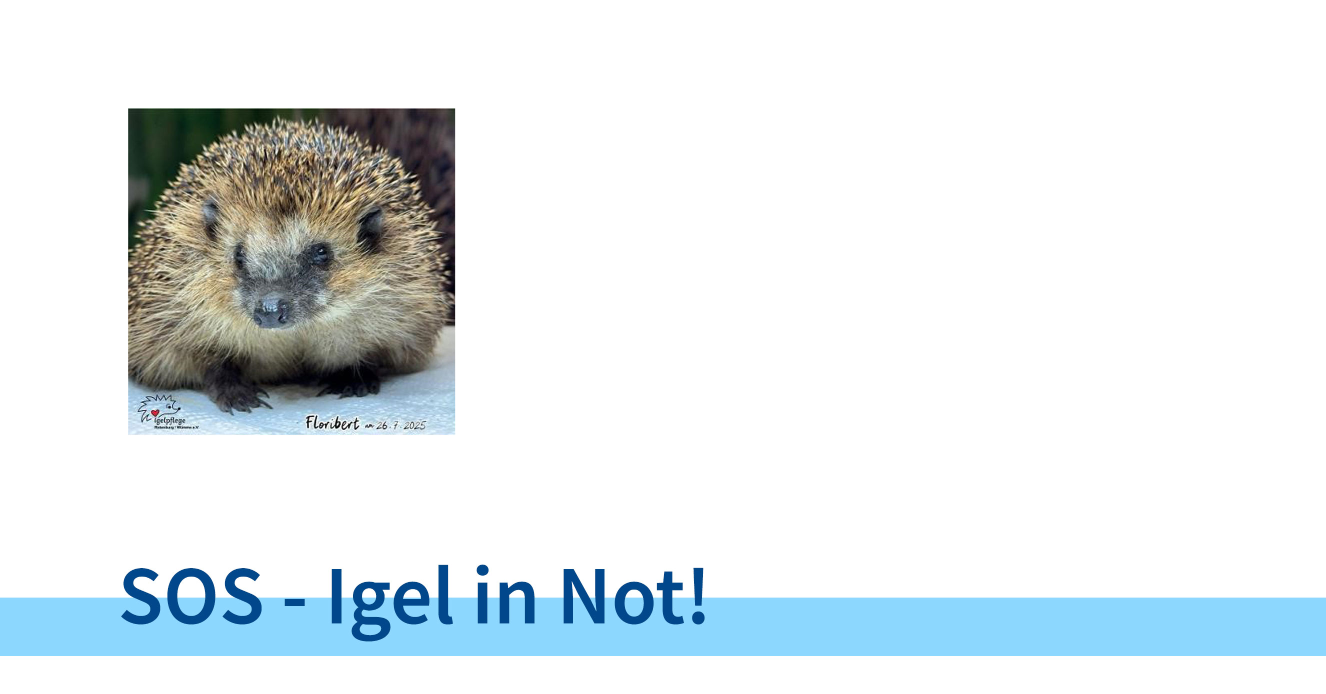 SOS - Igel in Not!